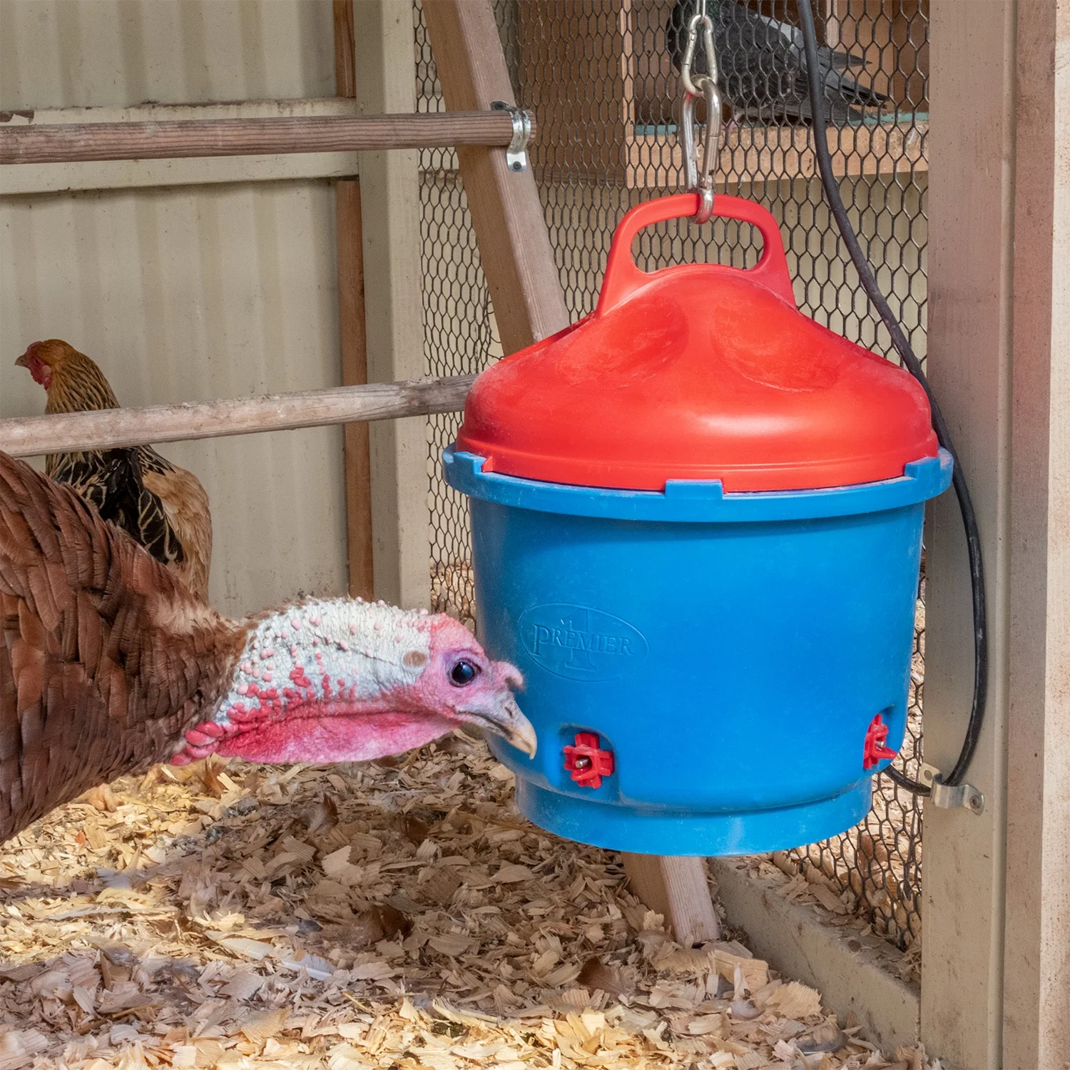Premier 1 Heated Chicken Coop Water Fountain, 3 Gallon Bucket
